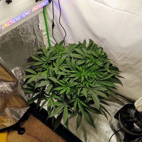 Obi-Wan Kush growlog timeline photo