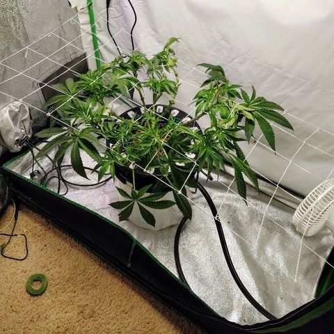 Obi-Wan Kush growlog timeline photo