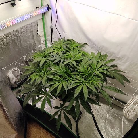 Obi-Wan Kush growlog timeline photo