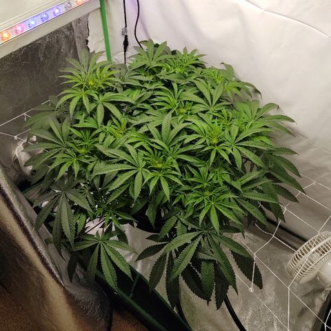 Obi-Wan Kush growlog timeline photo
