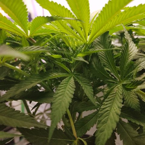 Obi-Wan Kush growlog timeline photo