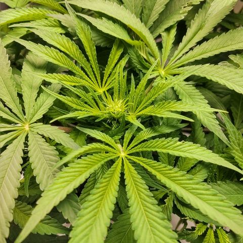 Obi-Wan Kush growlog timeline photo