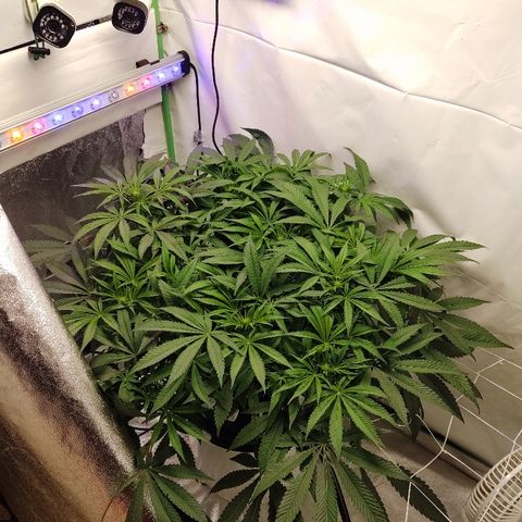 Obi-Wan Kush growlog timeline photo