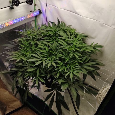 Obi-Wan Kush growlog timeline photo