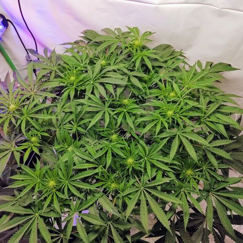Obi-Wan Kush growlog timeline photo