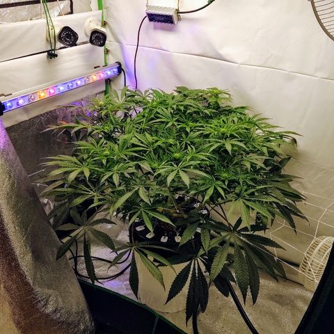 Obi-Wan Kush growlog timeline photo