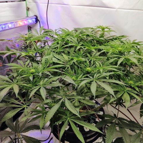 Obi-Wan Kush growlog timeline photo