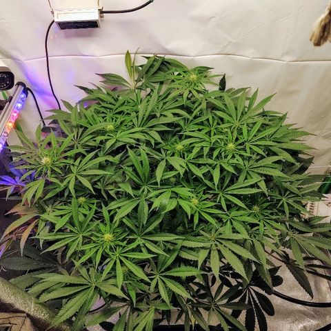 Obi-Wan Kush growlog timeline photo