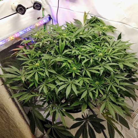 Obi-Wan Kush growlog timeline photo