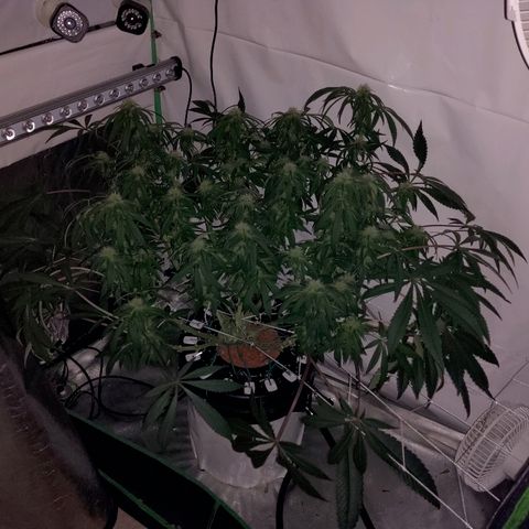 Obi-Wan Kush growlog timeline photo