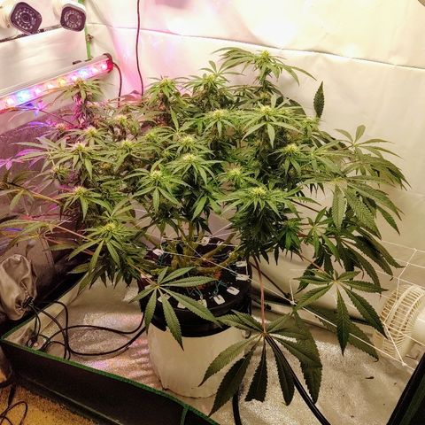 Obi-Wan Kush growlog timeline photo