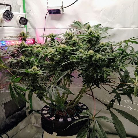 Obi-Wan Kush growlog timeline photo