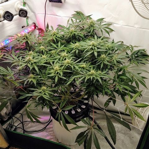 Obi-Wan Kush growlog timeline photo
