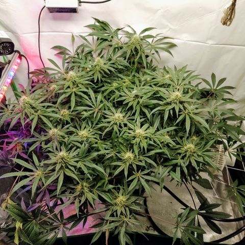 Obi-Wan Kush growlog timeline photo