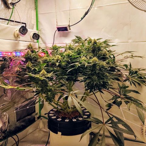 Obi-Wan Kush growlog timeline photo