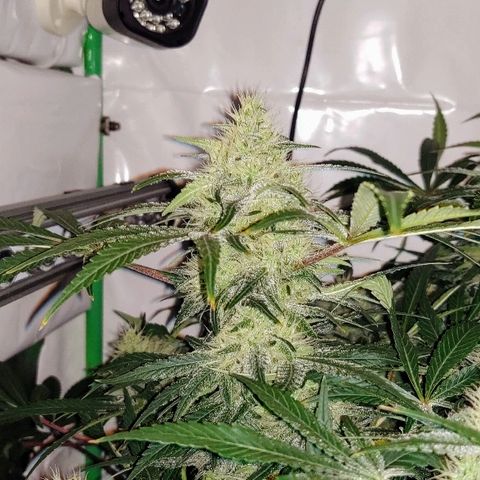 Obi-Wan Kush growlog timeline photo
