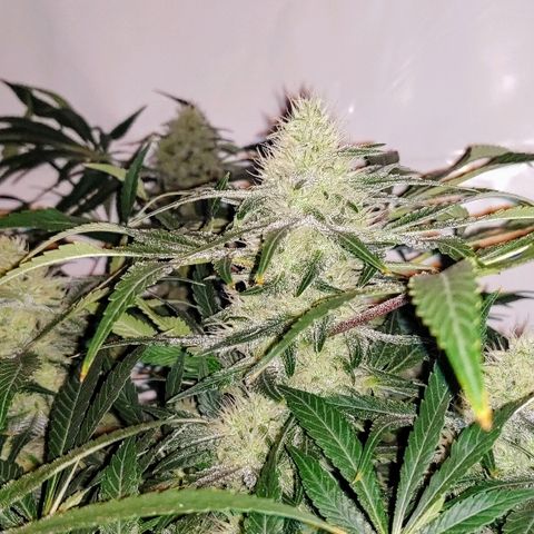 Obi-Wan Kush growlog timeline photo