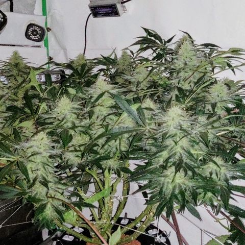 Obi-Wan Kush growlog timeline photo