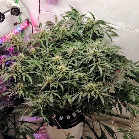 Obi-Wan Kush growlog timeline photo