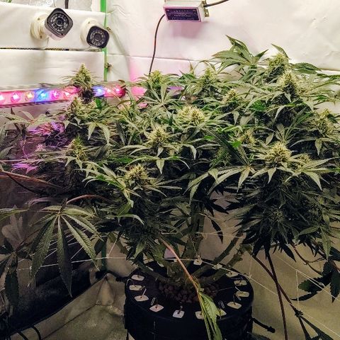 Obi-Wan Kush growlog timeline photo