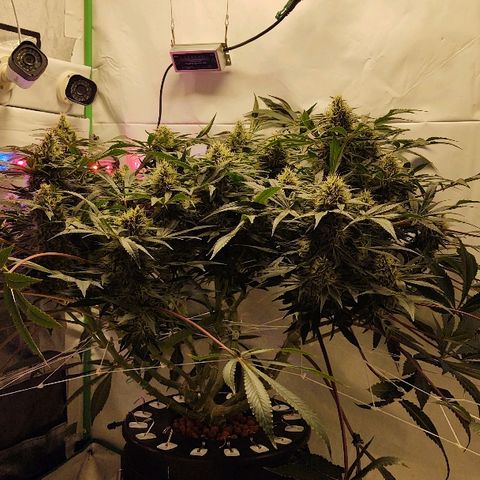 Obi-Wan Kush growlog timeline photo