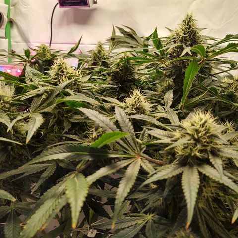 Obi-Wan Kush growlog timeline photo