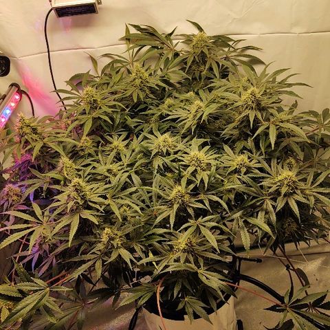 Obi-Wan Kush growlog timeline photo
