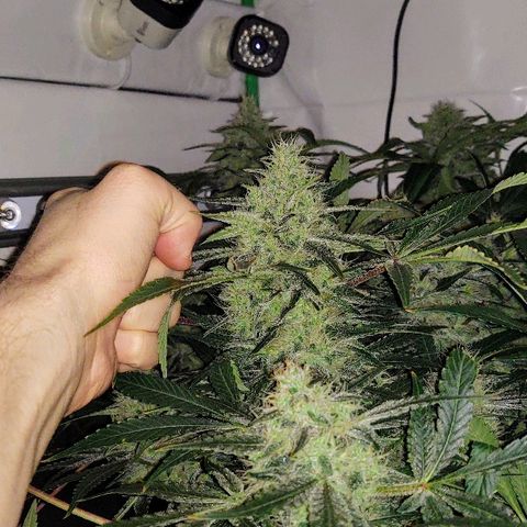 Obi-Wan Kush growlog timeline photo