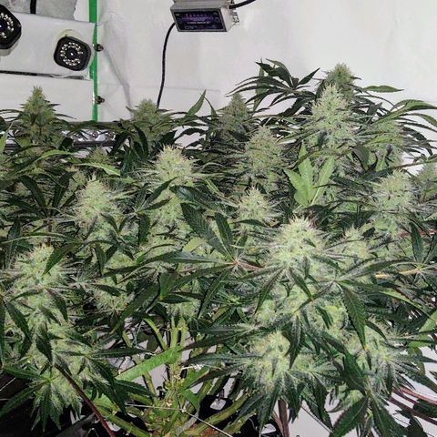 Obi-Wan Kush growlog timeline photo