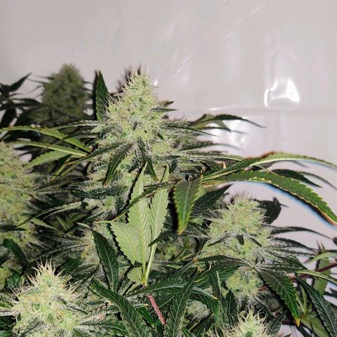 Obi-Wan Kush growlog timeline photo