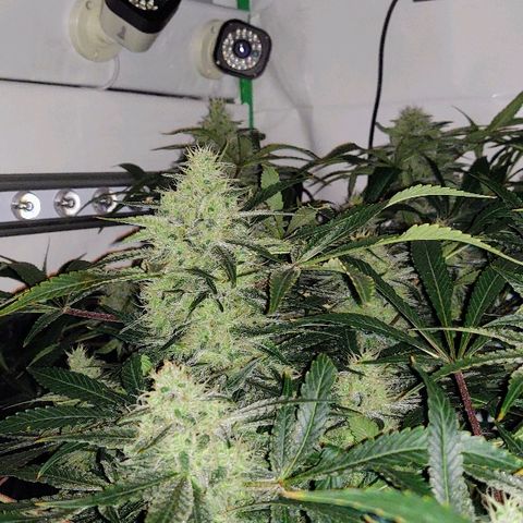 Obi-Wan Kush growlog timeline photo