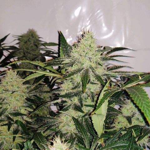 Obi-Wan Kush growlog timeline photo