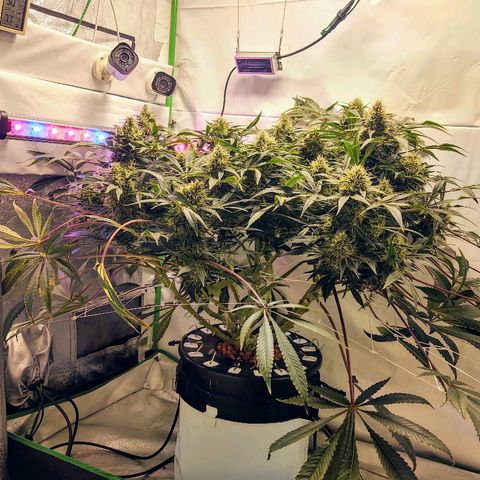 Obi-Wan Kush growlog timeline photo