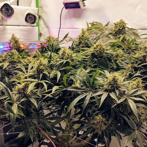 Obi-Wan Kush growlog timeline photo
