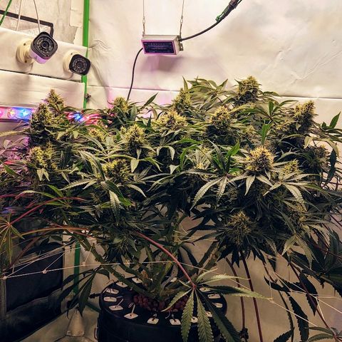 Obi-Wan Kush growlog timeline photo