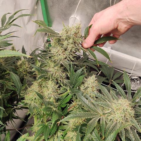 Obi-Wan Kush growlog timeline photo