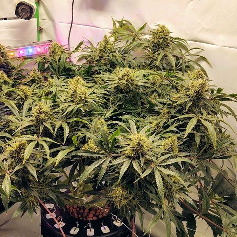 Obi-Wan Kush growlog timeline photo