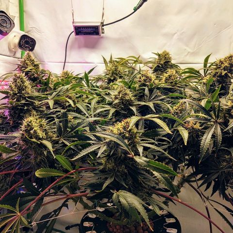 Obi-Wan Kush growlog timeline photo