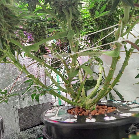 Obi-Wan Kush growlog timeline photo
