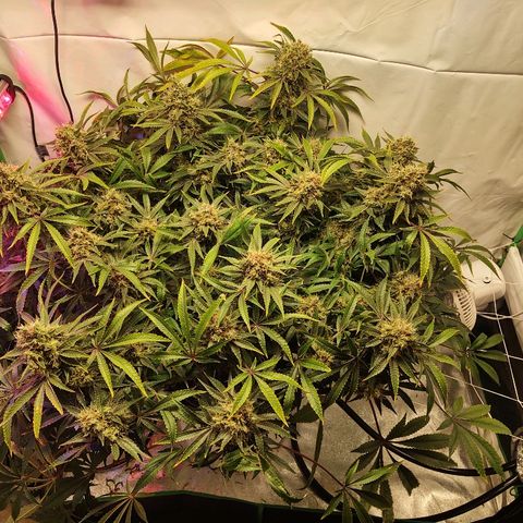 Obi-Wan Kush growlog timeline photo