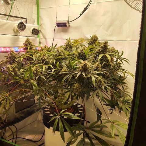 Obi-Wan Kush growlog timeline photo