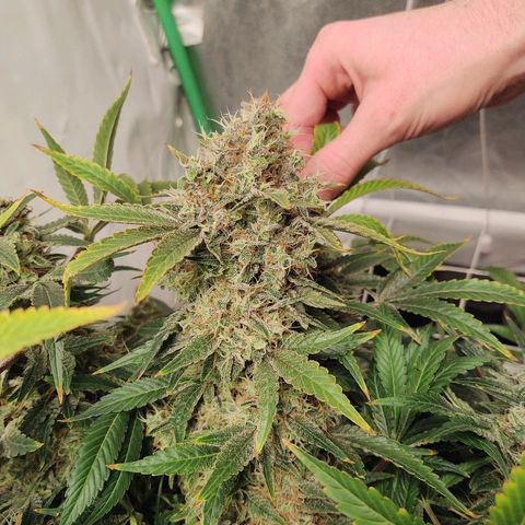Obi-Wan Kush growlog timeline photo