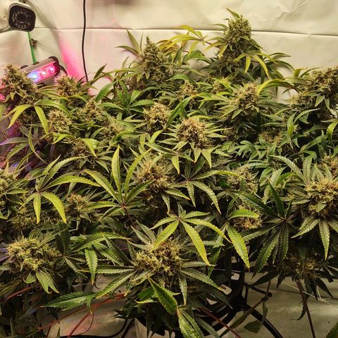 Obi-Wan Kush growlog timeline photo