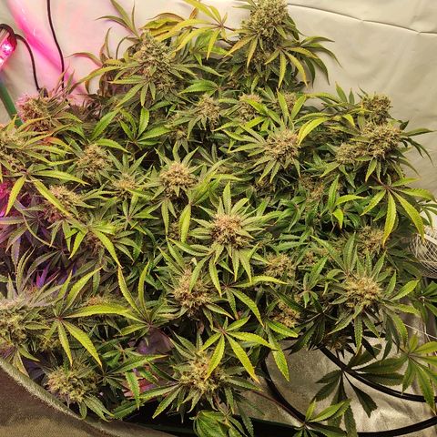 Obi-Wan Kush growlog timeline photo