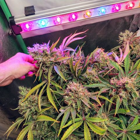 Obi-Wan Kush growlog timeline photo