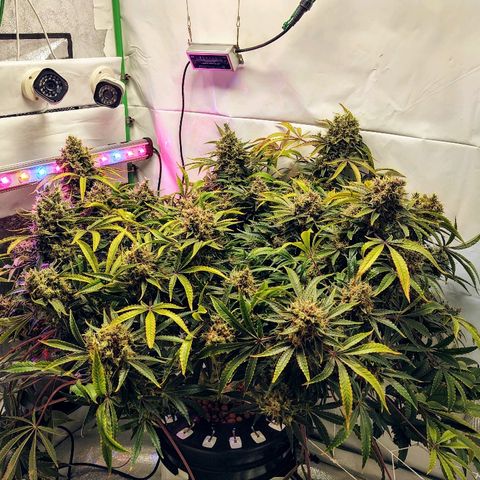 Obi-Wan Kush growlog timeline photo