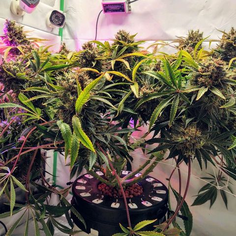 Obi-Wan Kush growlog timeline photo