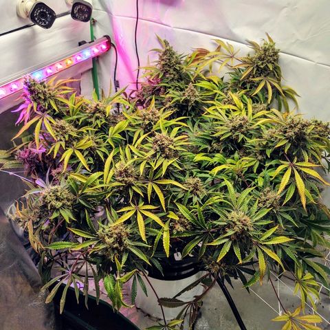 Obi-Wan Kush growlog timeline photo