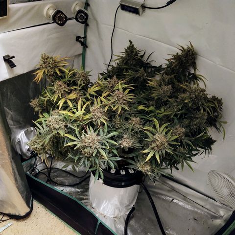 Obi-Wan Kush growlog timeline photo