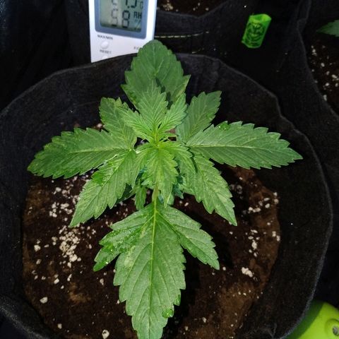 Cream Cookies #1 growlog timeline photo